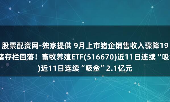 股票配资网-独家提供 9月上市猪企销售收入骤降19%，能繁母猪存栏回落！畜牧养殖ETF(516670)近11日连续“吸金”2.1亿元
